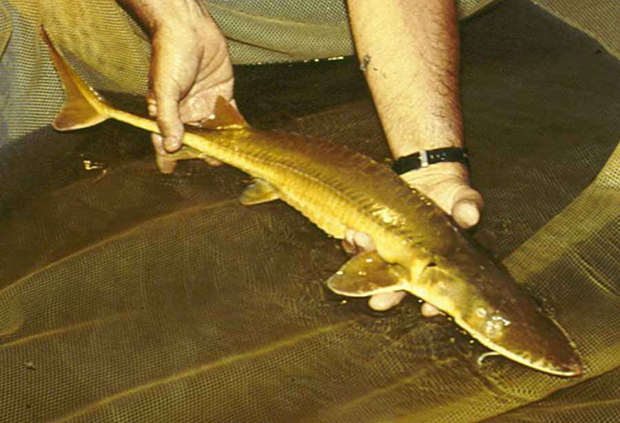 Guardians of the Abyss: Conservation Efforts for the Alabama Sturgeon Fish