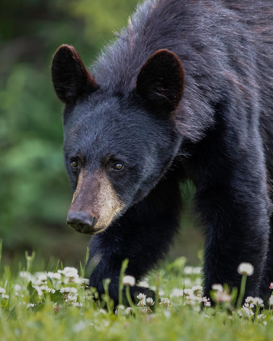 The Resurgence of Mississippi's Black Bears: A Conservation Success Story