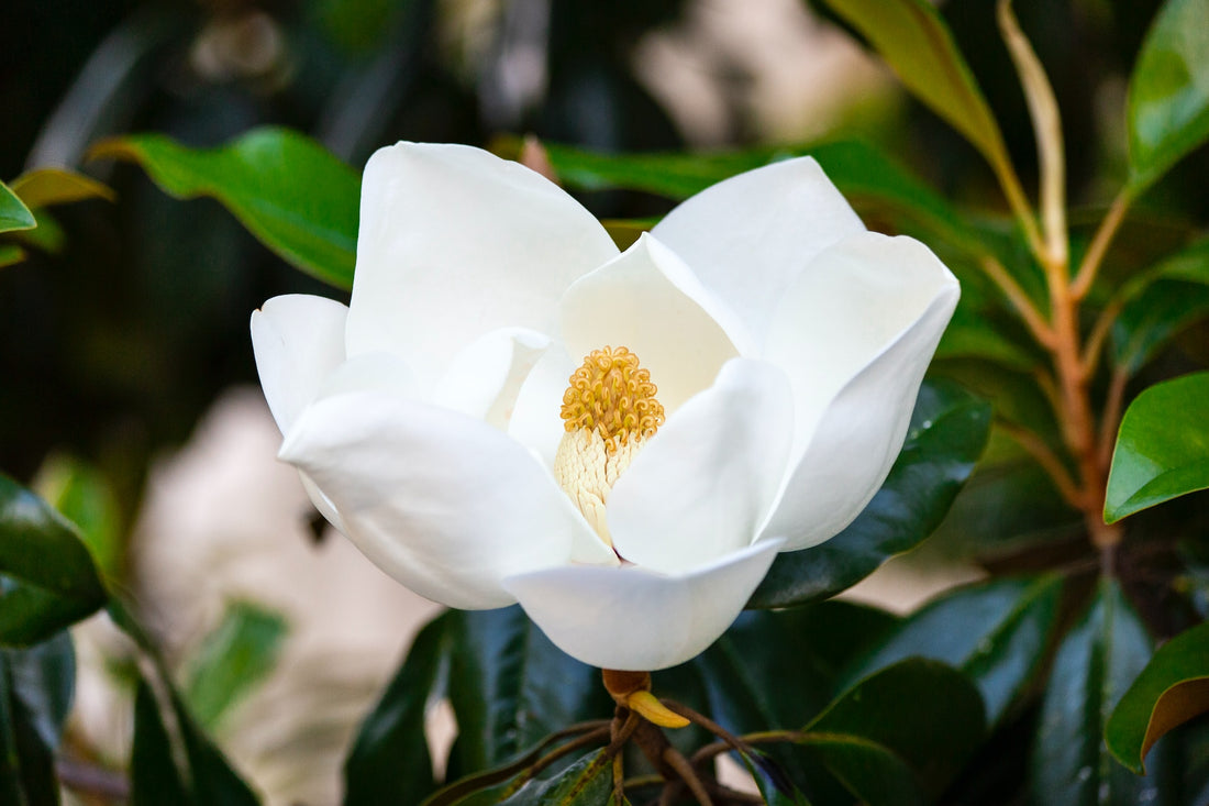 Magnificent Magnolias: The Iconic Trees of Mississippi